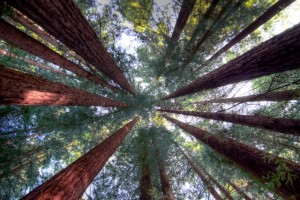 redwoods canopy