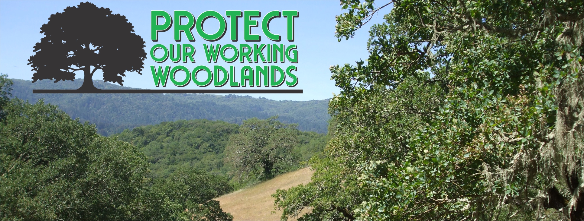 Forest Conservation Services: Protecting Woodlands 2